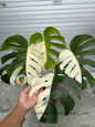 Close-up of Monstera Halfmoon Albo Variegated Fenestrated with fenestrated foliage, showing its dramatic contrast of green and creamy-white hues.
