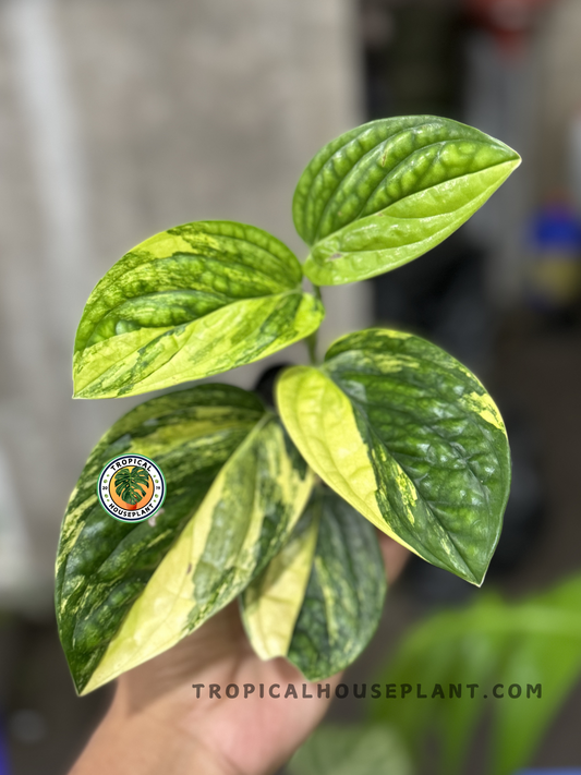 Monstera Karstenianum Variegated with green leaves and vibrant yellow variegation, fully rooted and ready to grow.