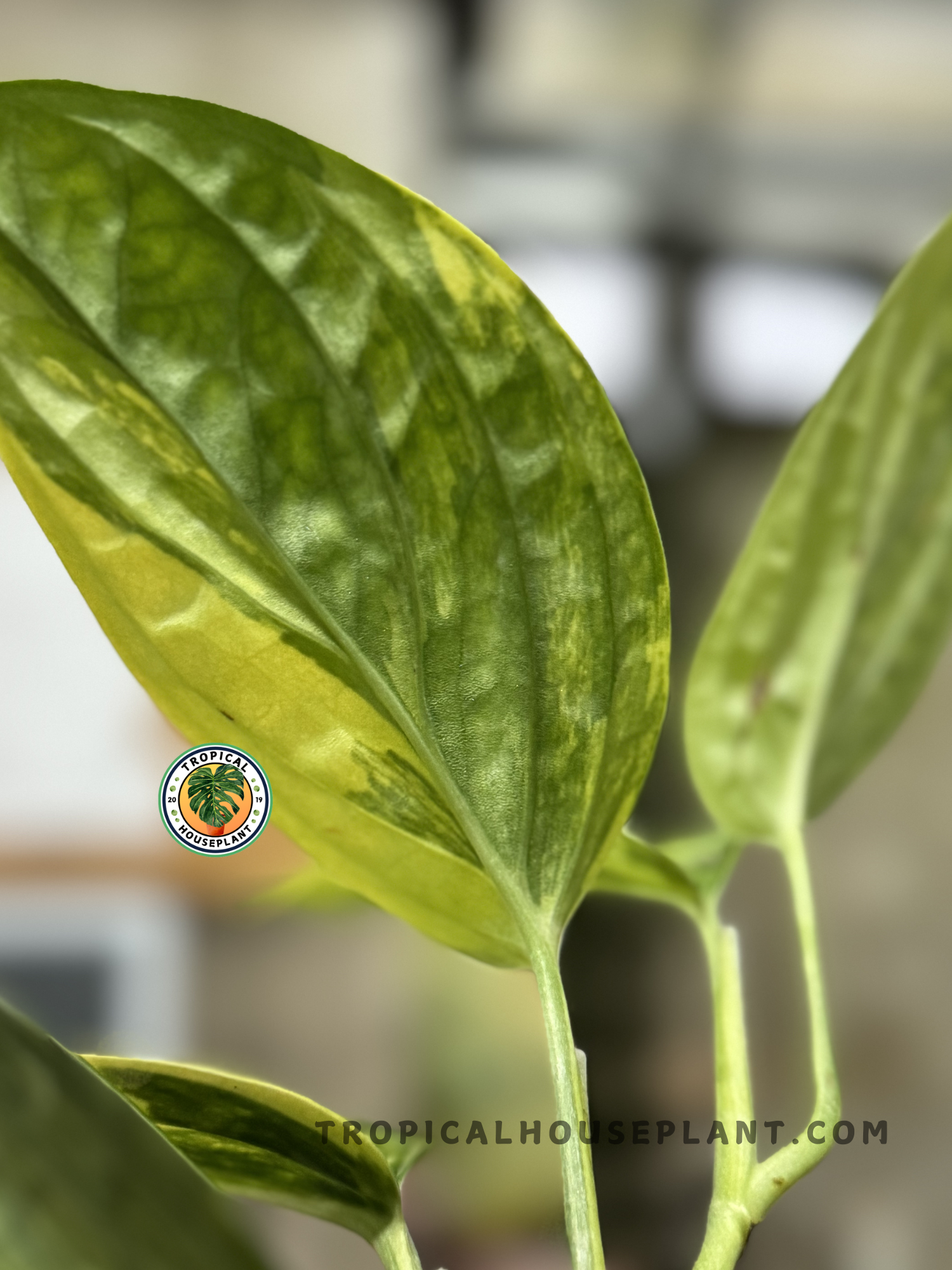 Healthy Monstera Karstenianum Variegated plant showcasing thick green leaves with bright yellow variegation.