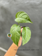 Monstera Laniata held in hand, showcasing its fresh green leaves against a neutral background.