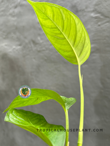 Back view of Monstera Laniata highlighting the texture and veins of its lush foliage.