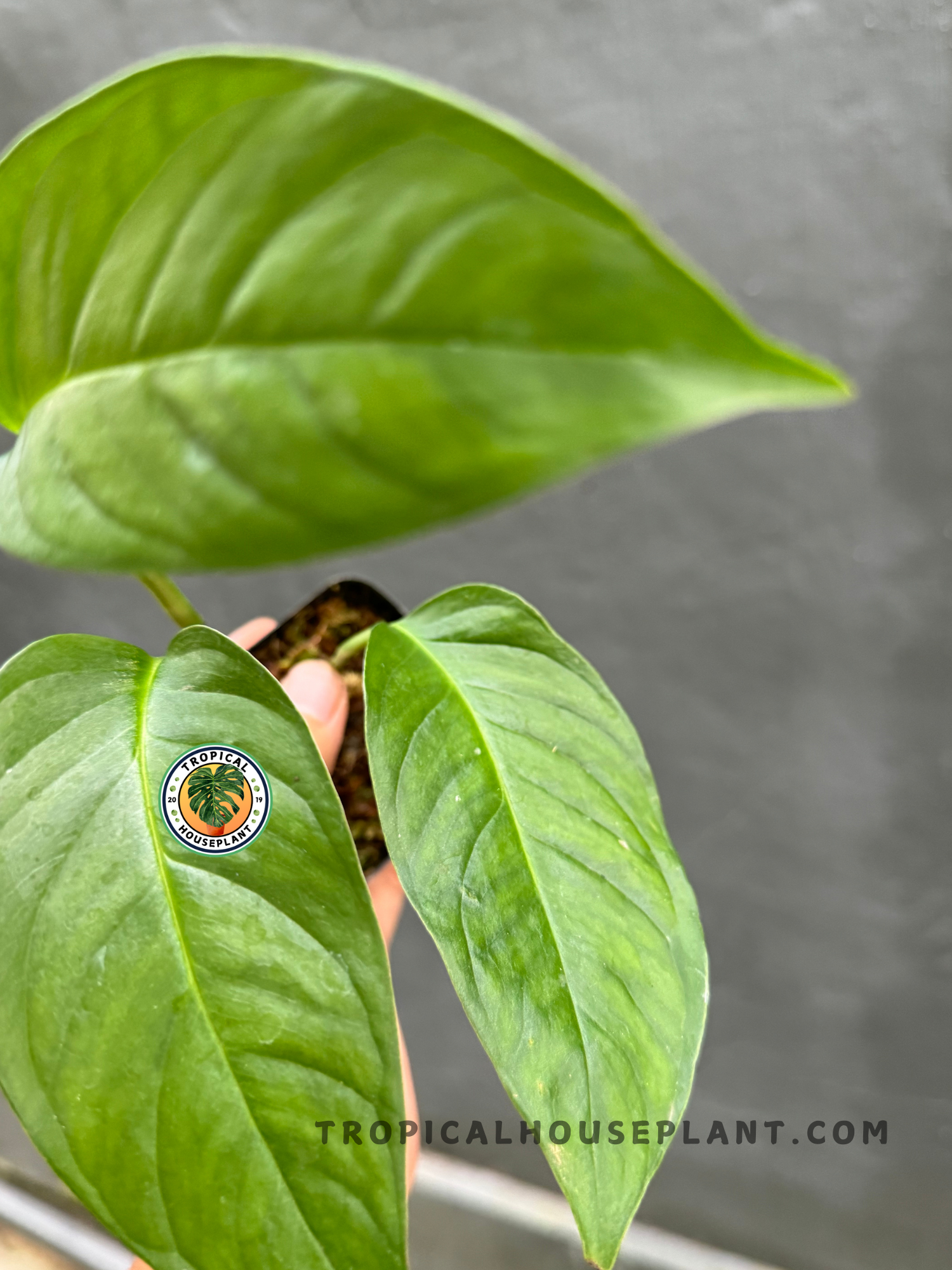 Detailed image of Monstera Laniata with its glossy, elongated leaves ready to develop fenestrations.