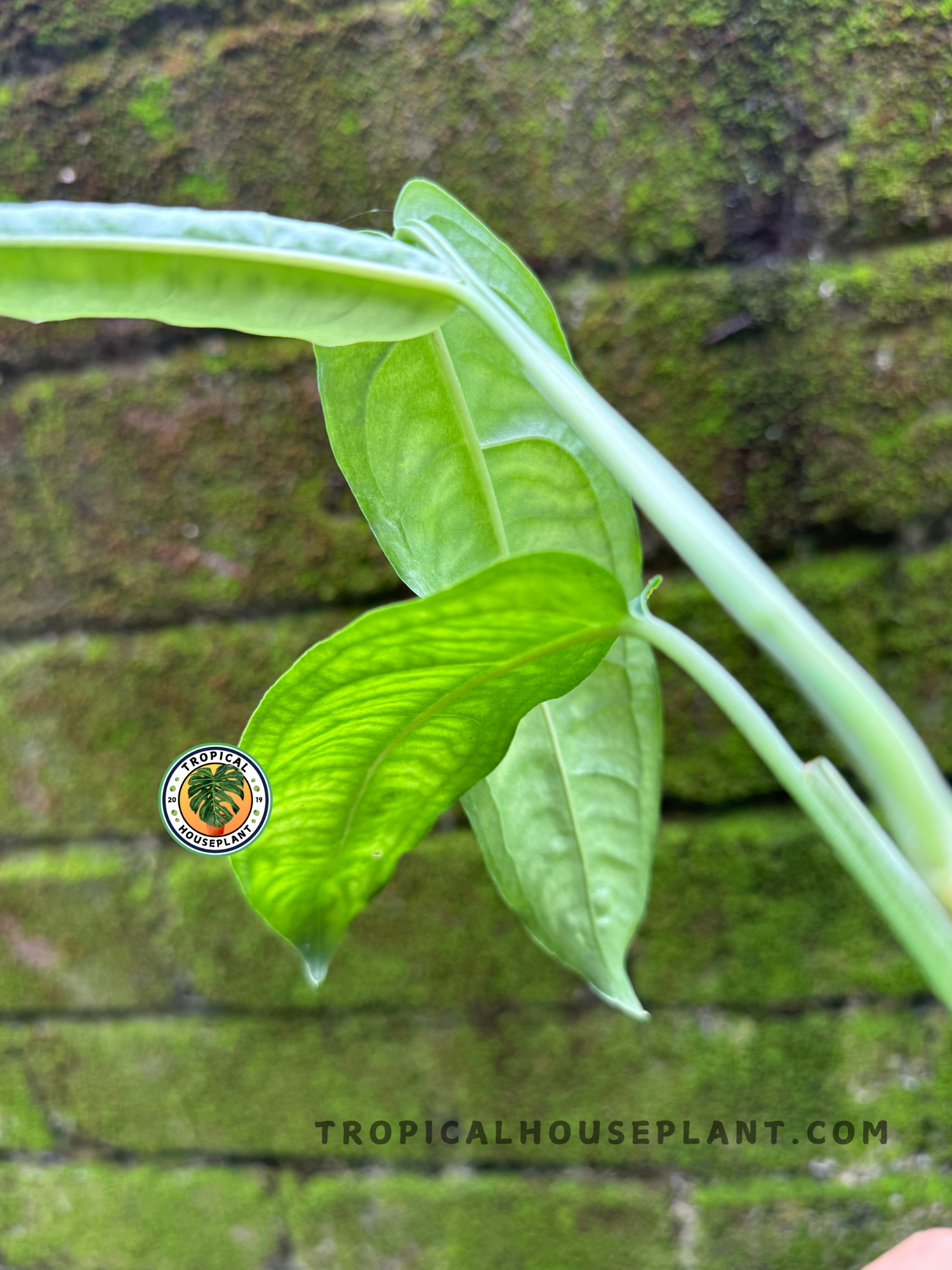 monstera obliqua bolivian Monstera Obliqua Amazonas – Tropical Houseplant