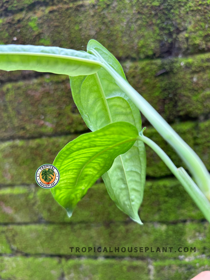 Side view of Monstera Obliqua Amazonas highlighting its delicate, paper-thin foliage.