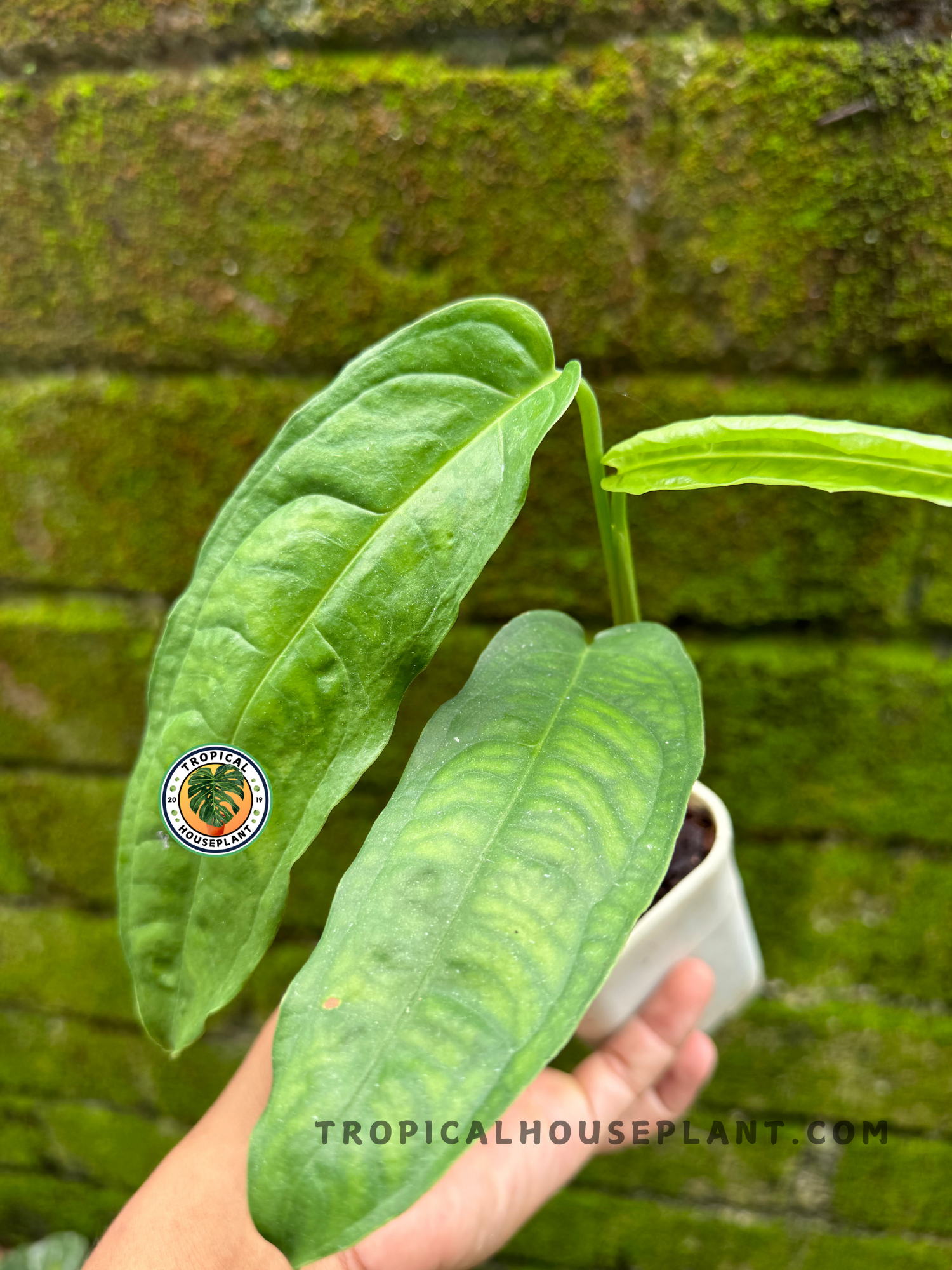 philodendron monstera obliqua Monstera Obliqua Amazonas – Tropical Houseplant