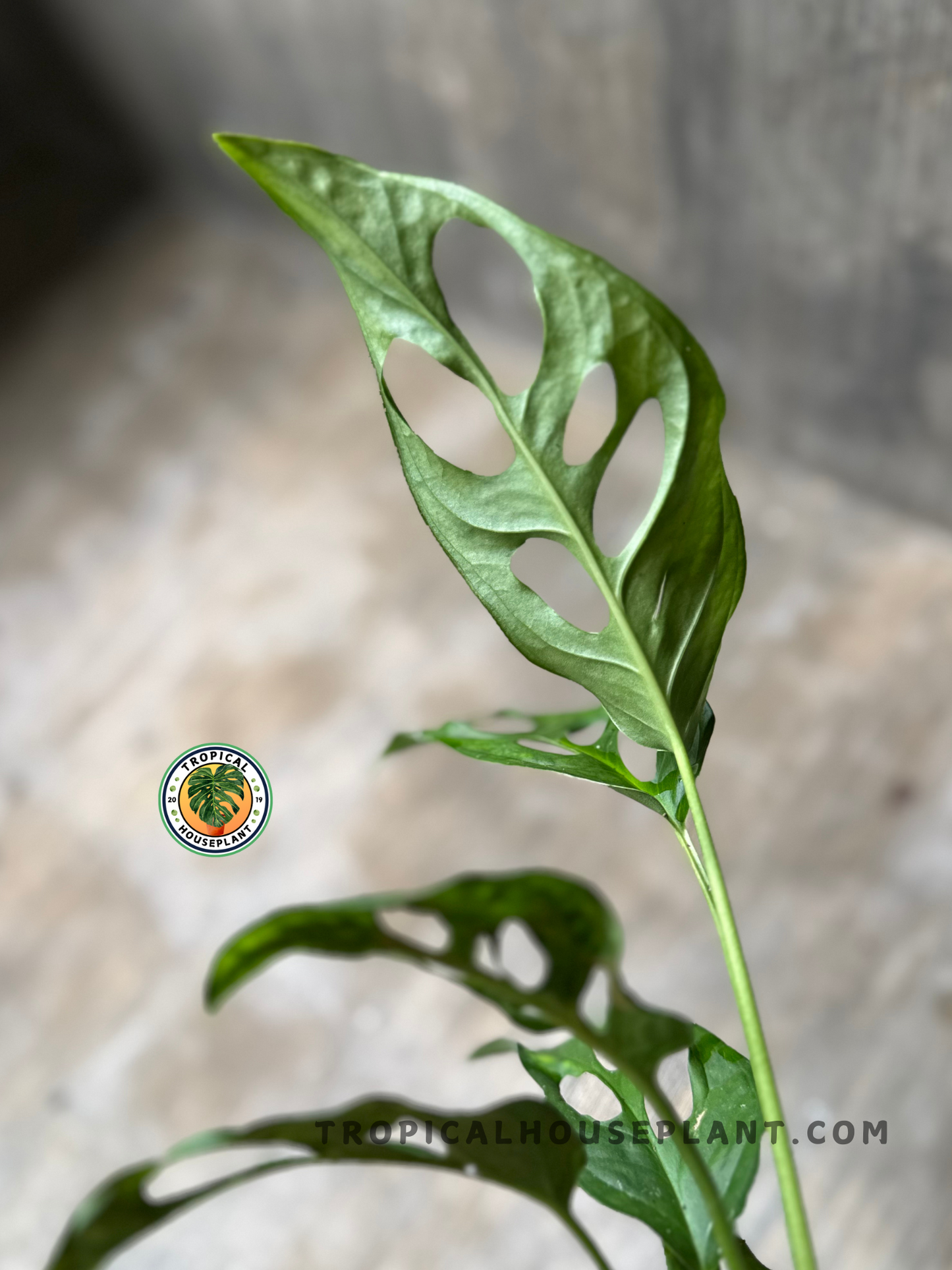 Side view of elongated Monstera Obliqua Sp Tena leaves highlighting their slender, airy structure and natural holes.