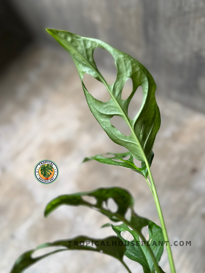 Side view of elongated Monstera Obliqua Sp Tena leaves highlighting their slender, airy structure and natural holes.