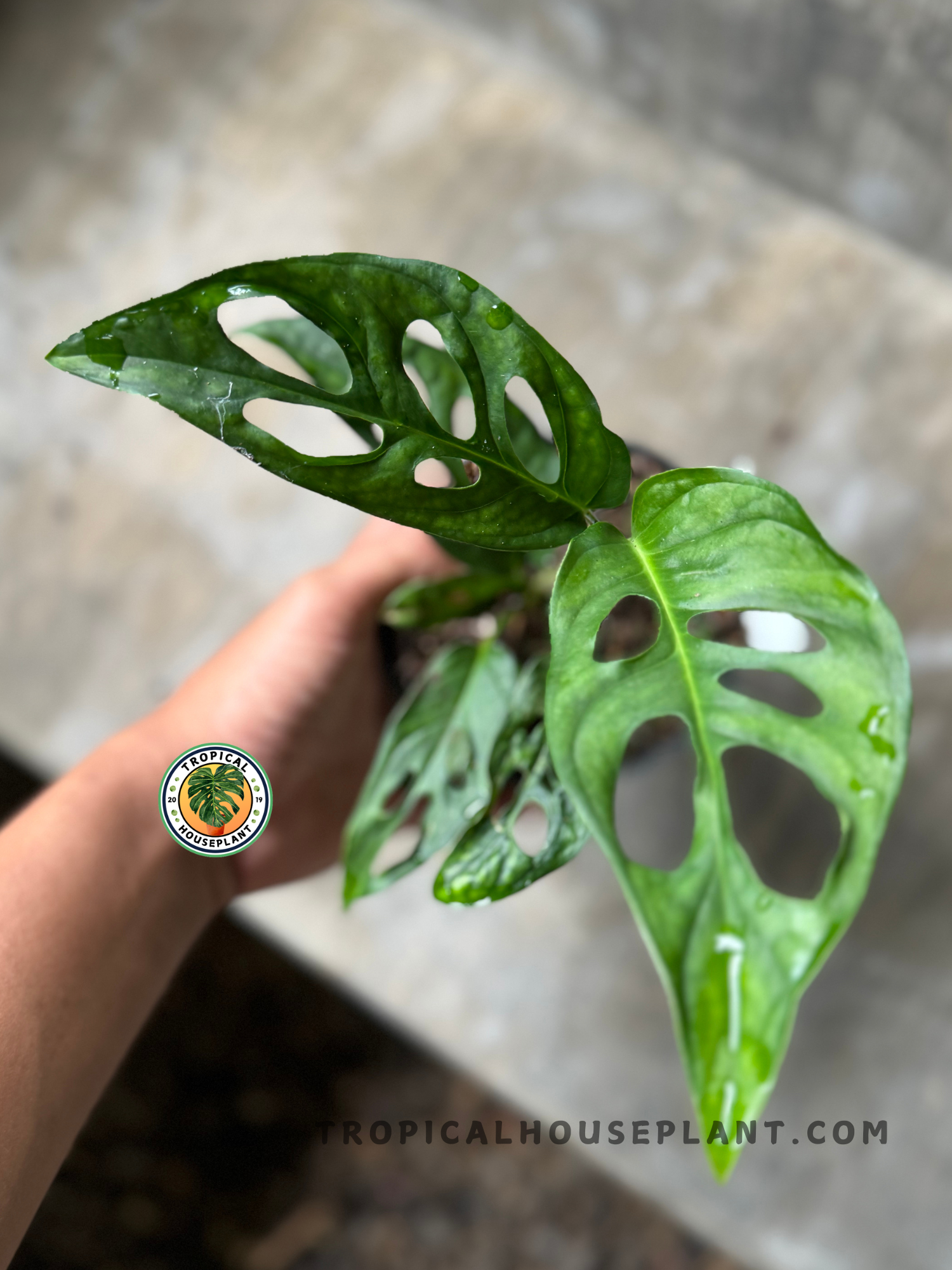 Overhead view of Monstera Obliqua Sp Tena cluster displaying leaf patterns, fenestrations, and rich green foliage.