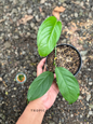 Top view of Monstera Obliqua Yasuni in a black pot, displaying its broad, heart-shaped green leaves.