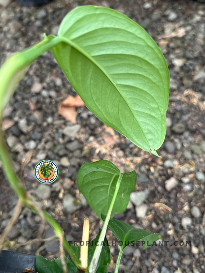 Side angle of Monstera Obliqua Yasuni leaves showing the leaf structure and gentle curve of the plant.