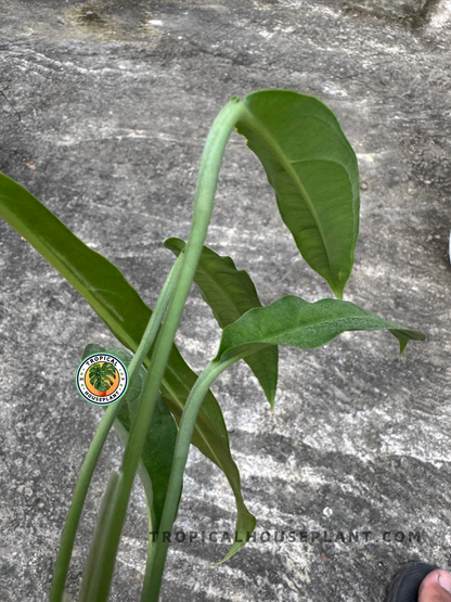 Side view of Monstera Obliqua Yasuni Ecuador showing elegant curvature of developing young leaves against textured cement.