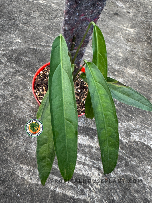 Top-down angle of Monstera Obliqua Yasuni Ecuador showing three spear-like green leaves growing upright from a red pot with soil.