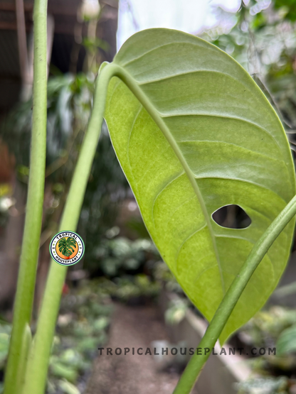 Back view of Monstera Obliqua cf Pangui leaf with sunlight highlighting leaf texture and fenestration detail.