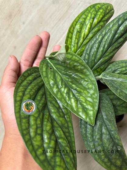 philodendron karstenianum Monstera Peru Karstenianum – Tropical Houseplant