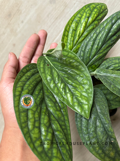 Close-up of Monstera Peru Karstenianum’s thick, textured green leaves with deep venation.