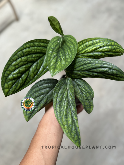 Hand holding a potted Monstera Peru Karstenianum, showcasing its compact growth and unique foliage.