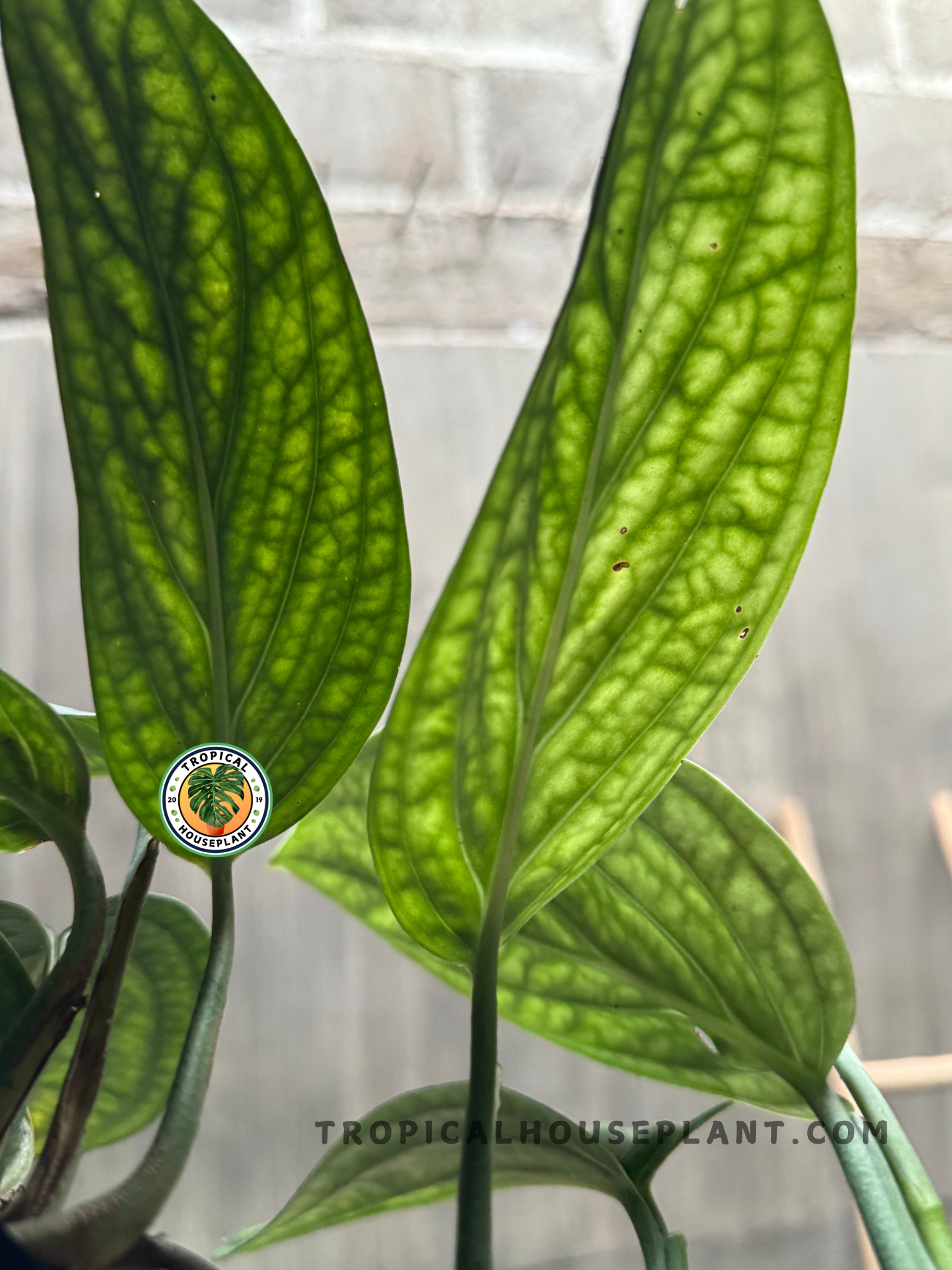 buy monstera peru Monstera karstenianum 8in Peru Monstera