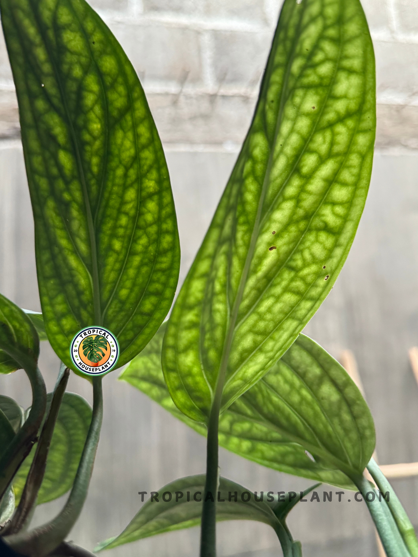 Side view of Monstera Peru Karstenianum climbing, highlighting its structured leaves and deep green color.