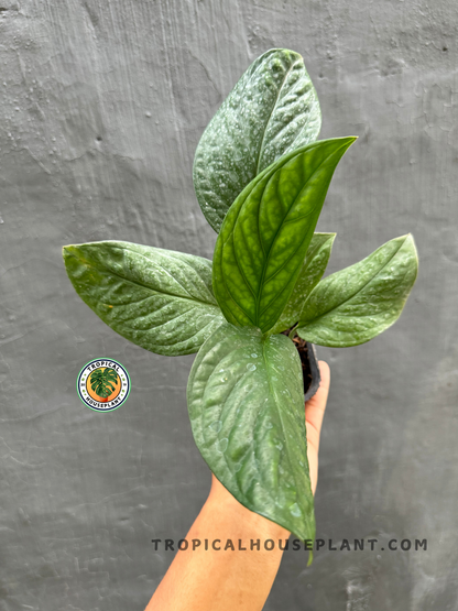 Monstera Pinnatipartita with its rich green leaves held in hand against a neutral background.