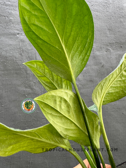 Back view of Monstera Pinnatipartita highlighting the structure and texture of its lush foliage.