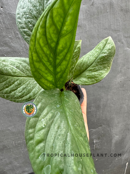 Detailed image of Monstera Pinnatipartita featuring its glossy, elongated leaves with emerging fenestrations.