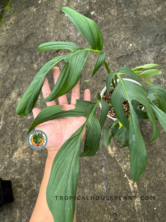 Close-up of Monstera Spruceana's pinnatifid leaf held in hand, showcasing long, split leaf blades with pleated texture.