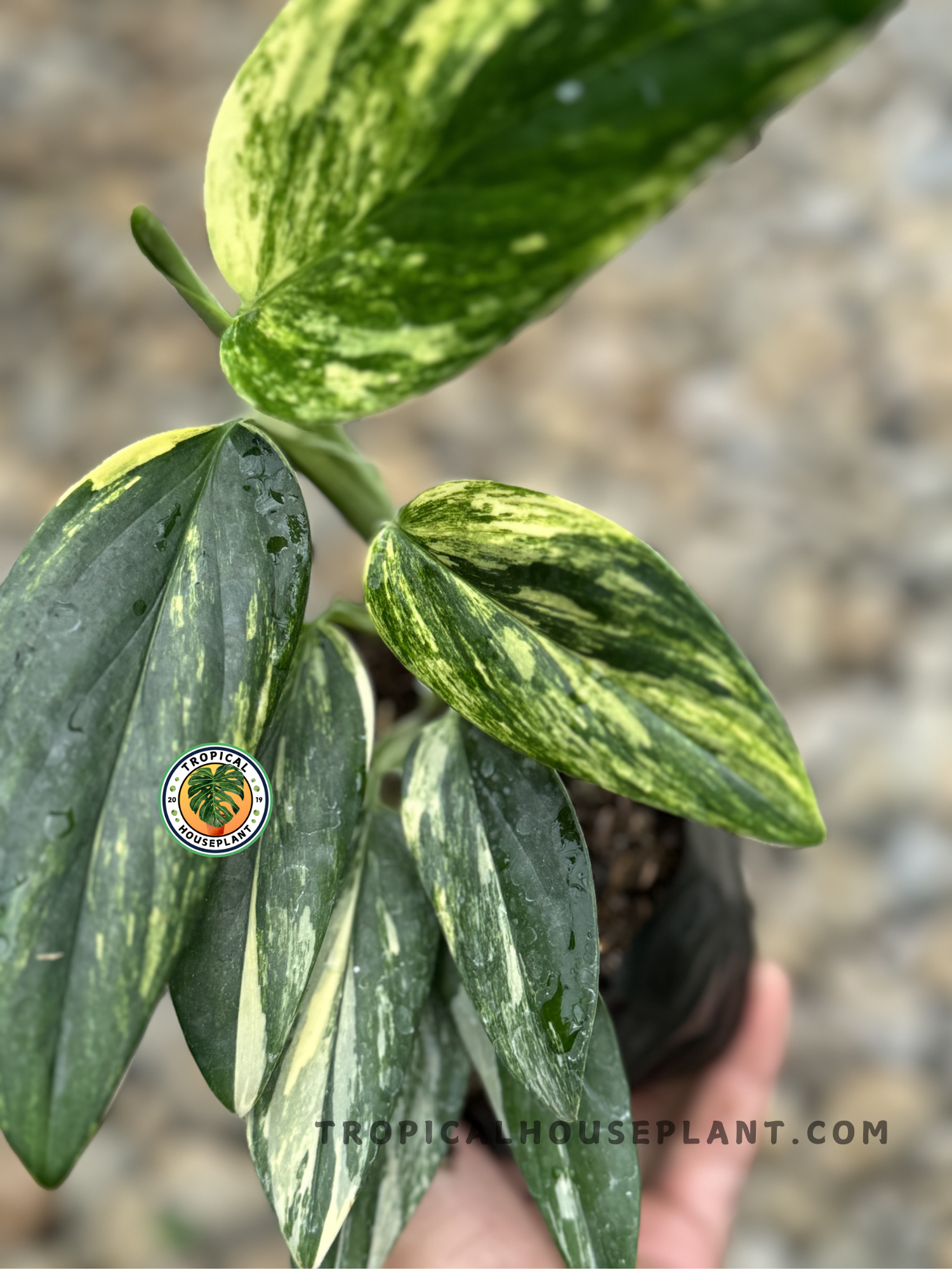 Close-up of Monstera Standleyana Yellow Variegated, showcasing its stunning yellow and green leaf pattern.