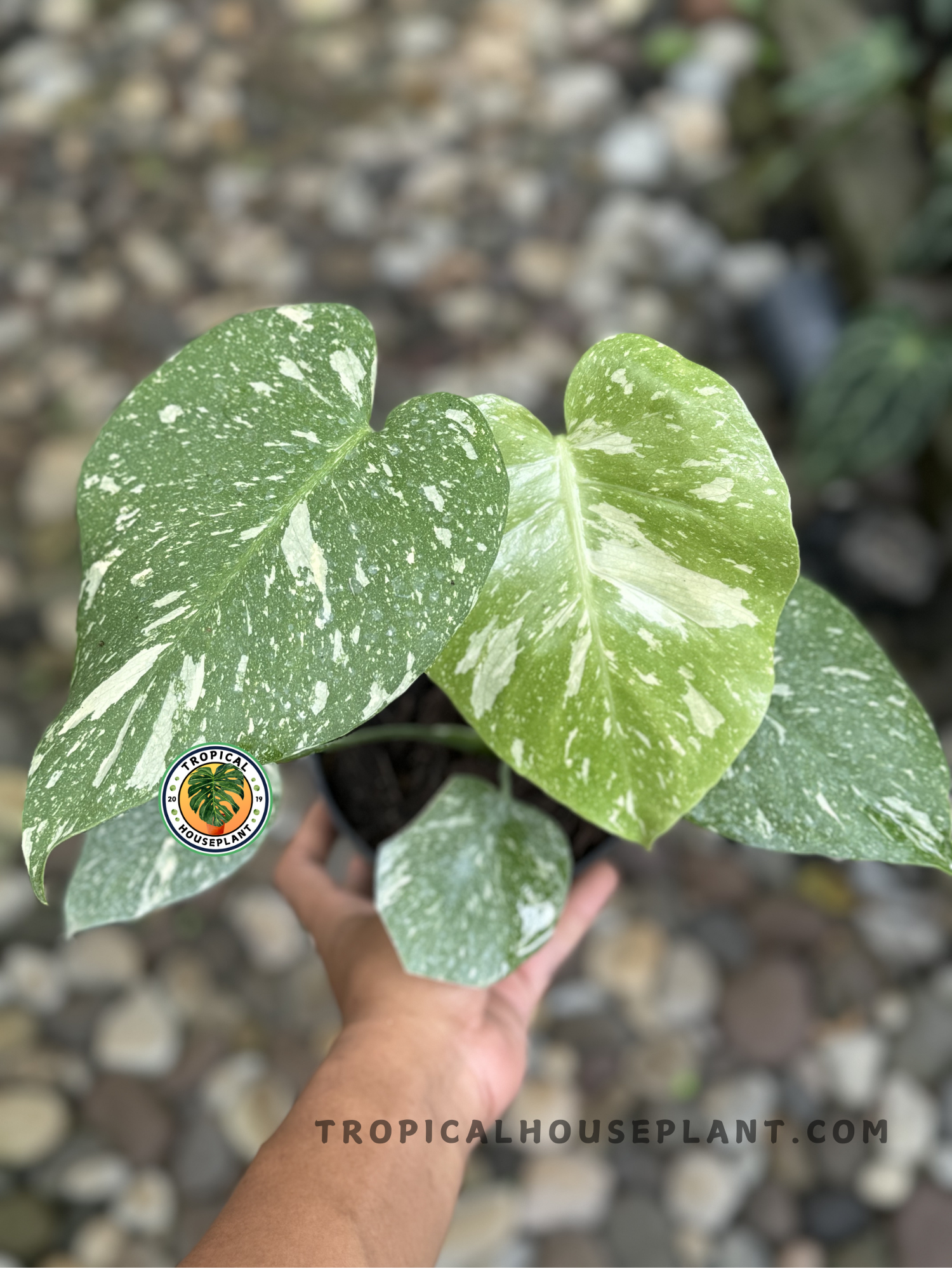 Monstera Thai Constellation with large fenestrated green leaves speckled with creamy white variegation.