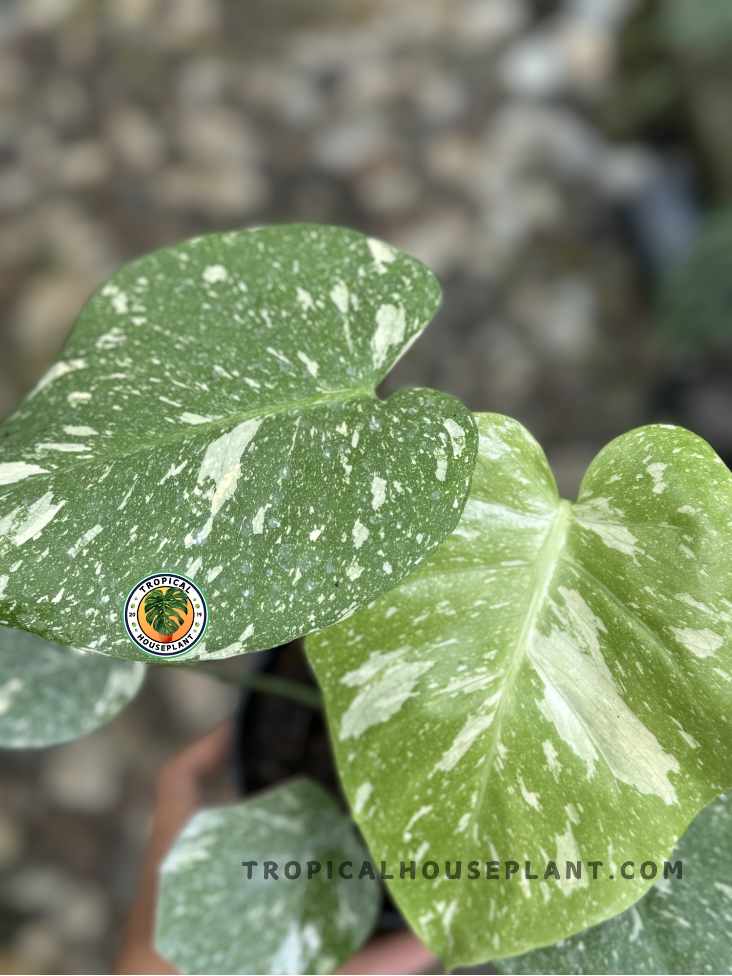 Outdoor display of Monstera Thai Constellation with striking green and cream variegated foliage.