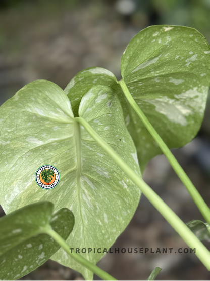 Back view of Monstera Thai Constellation foliage showcasing its constellation-like cream variegation.