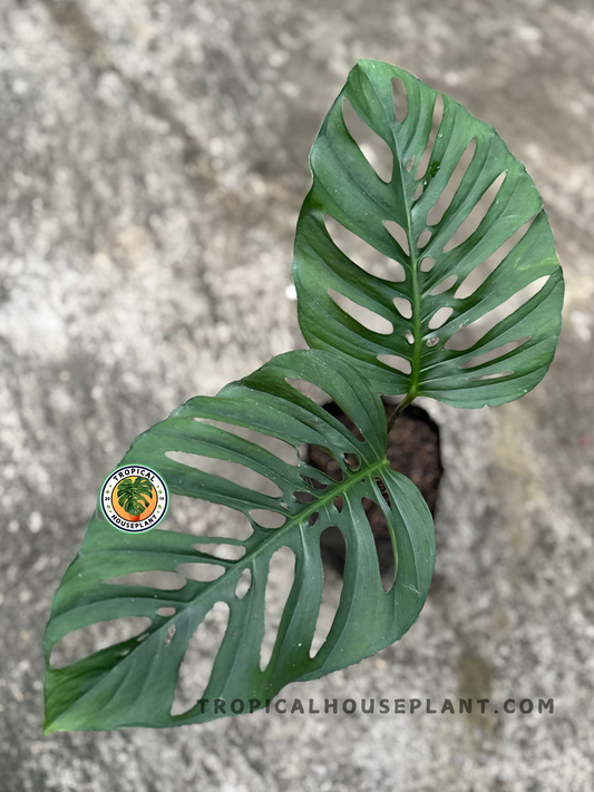 Top view of Monstera Xanthospata showing two large, mature leaves with deep natural fenestration.