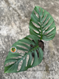 Top view of Monstera Xanthospata showing two large, mature leaves with deep natural fenestration.