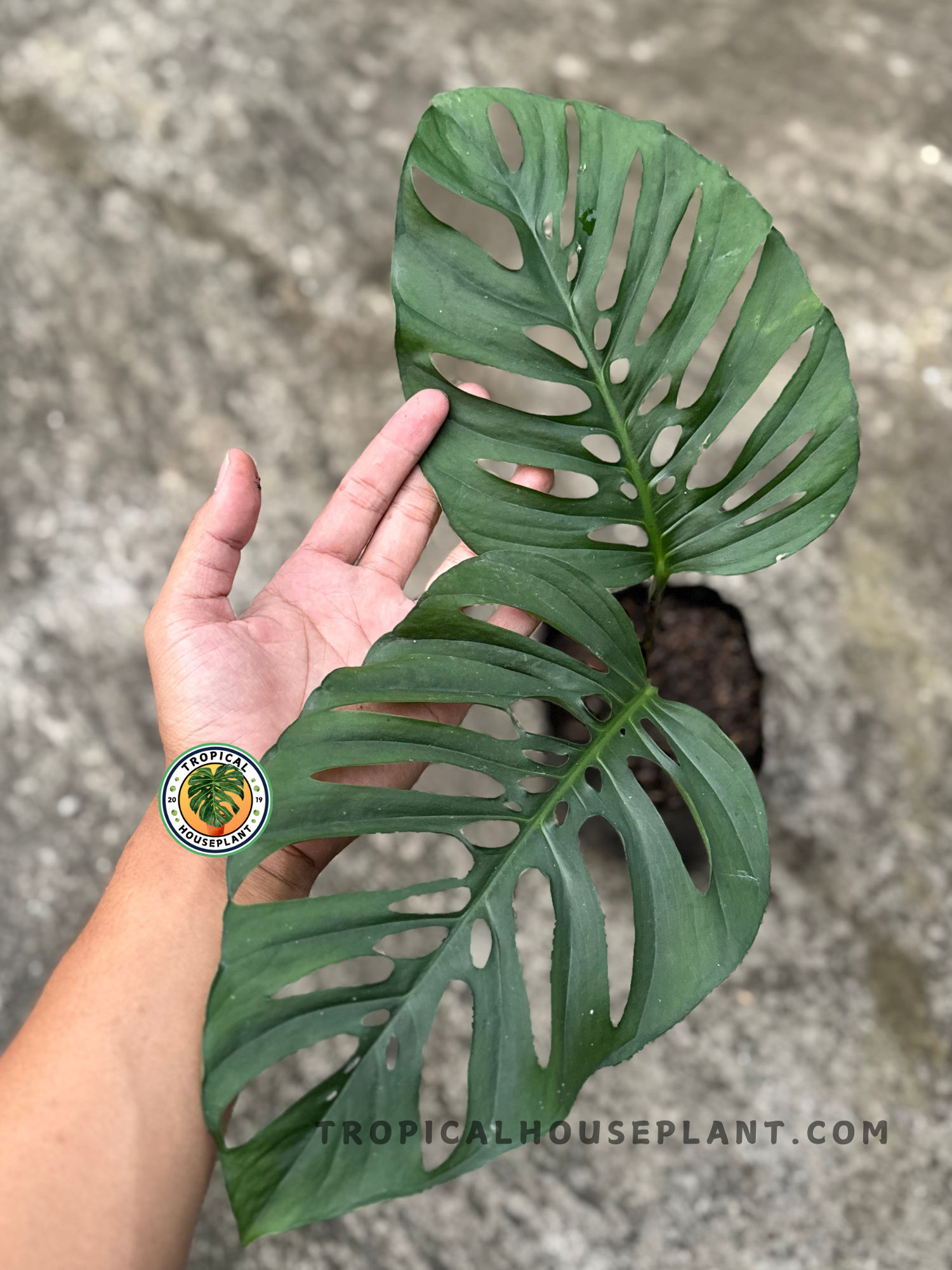 Hand holding Monstera Xanthospata showcasing its intricate split leaves and vibrant green color.