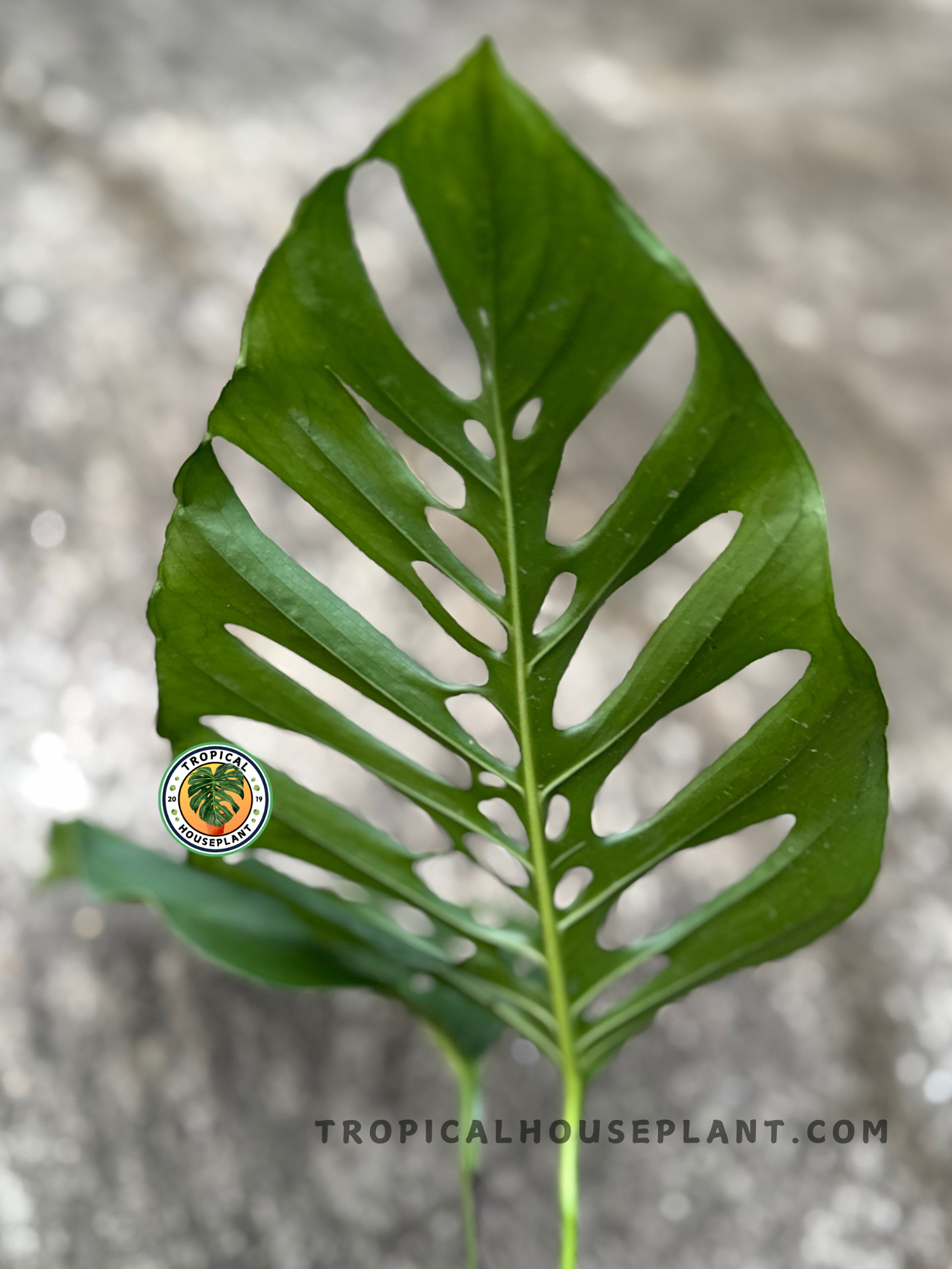 Close-up of Monstera Xanthospata single leaf highlighting the dramatic fenestration and lush texture.