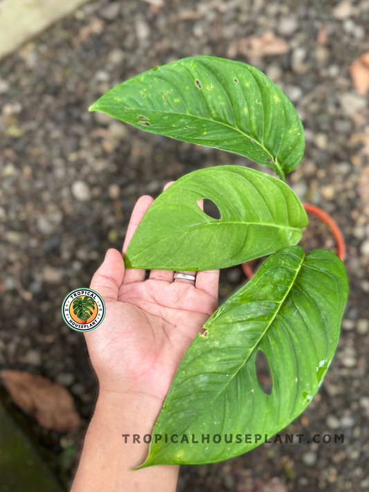 Top view of Monstera Obliqua cf Pangui showing lush green leaves with natural holes and visible plant structure.