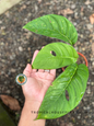 Top view of Monstera Obliqua cf Pangui showing lush green leaves with natural holes and visible plant structure.