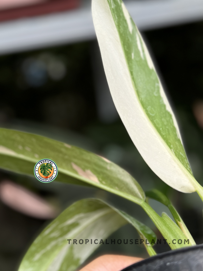 philodendron imbe variegated Philodendron Wend Imbe Variegated – Tropical Houseplant