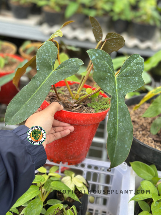 Philodendron Brown Beauty with elongated deep green leaves and bronze new growth, growing in a red nursery pot in a tropical plant nursery.