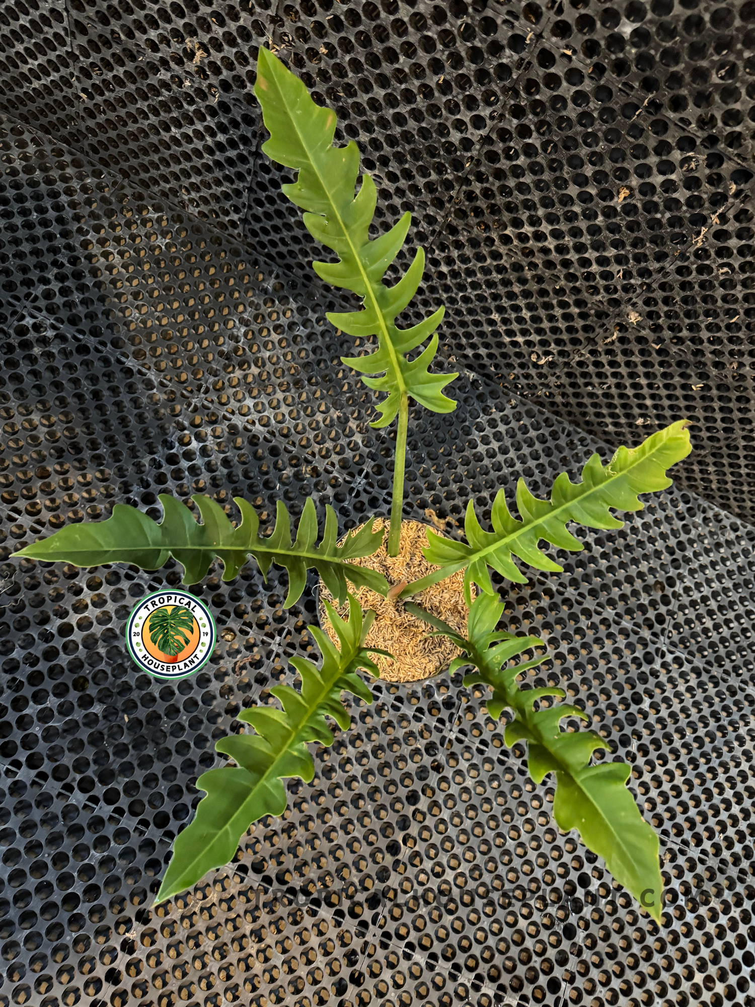 A full potted Philodendron Crocodile showing three elongated, jagged leaves arranged in a striking display.