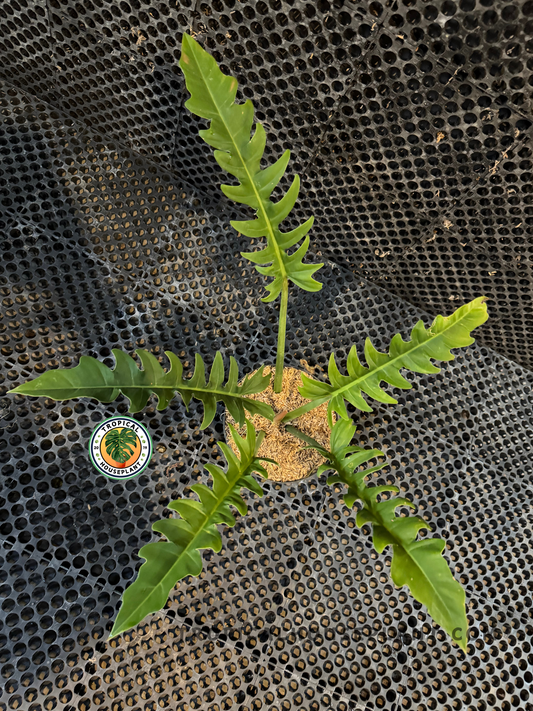 A full potted Philodendron Crocodile showing three elongated, jagged leaves arranged in a striking display.
