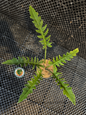 A full potted Philodendron Crocodile showing three elongated, jagged leaves arranged in a striking display.