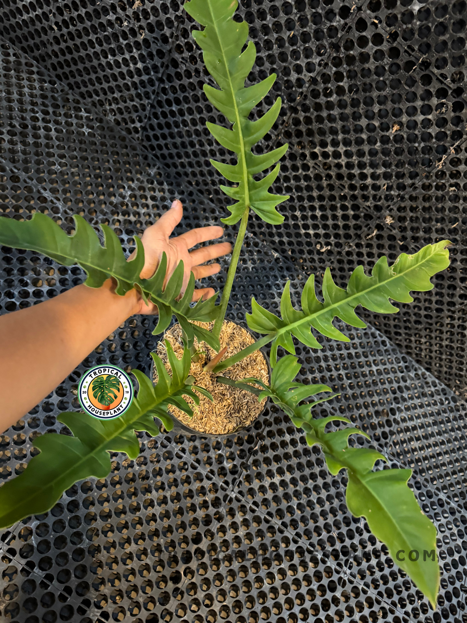 Hand holding a long, serrated leaf of Philodendron Crocodile, highlighting its crocodile-scale texture.