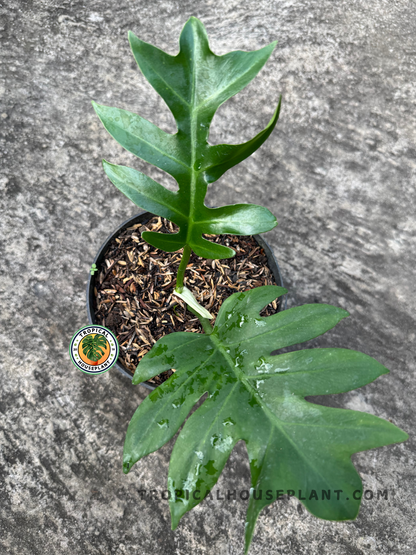 Young Philodendron Distantilobum plant in a pot with multiple leaves displaying their distinct lobed patterns.