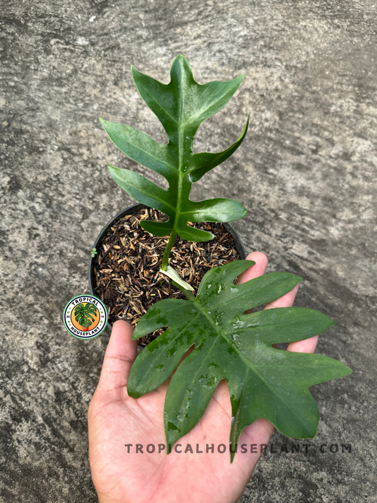 Close-up of Philodendron Distantilobum in a pot, showing its deeply lobed glossy leaves against a textured background.