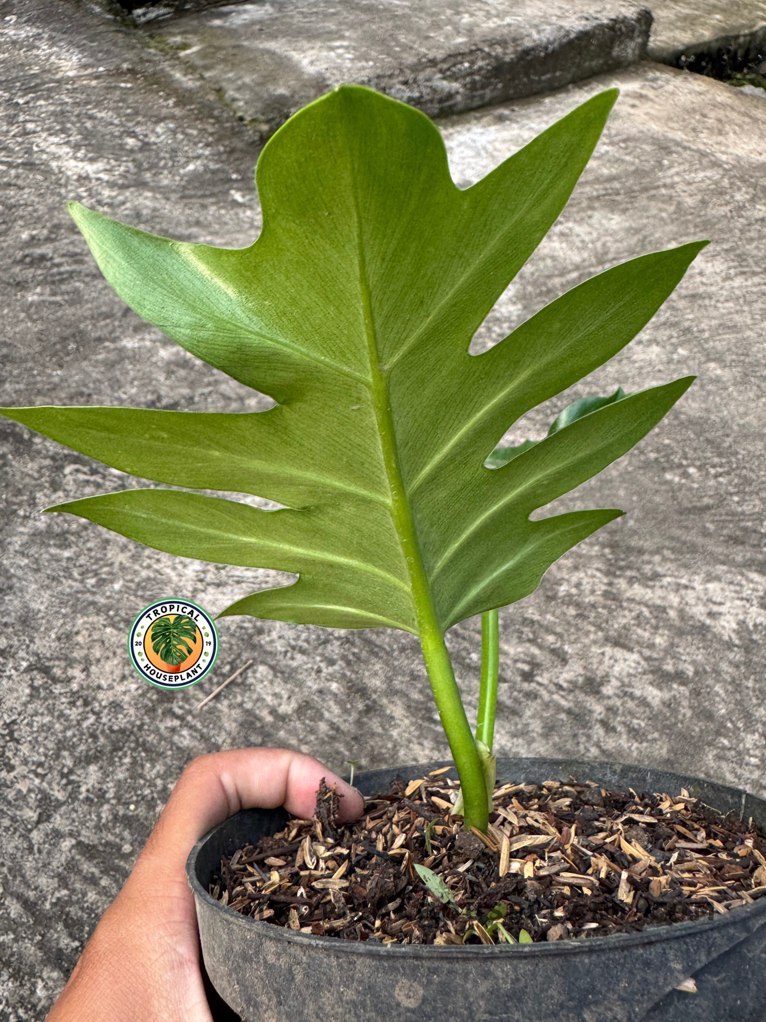 Mature Philodendron Distantilobum leaf held by hand, highlighting its unique cut-lobed foliage.