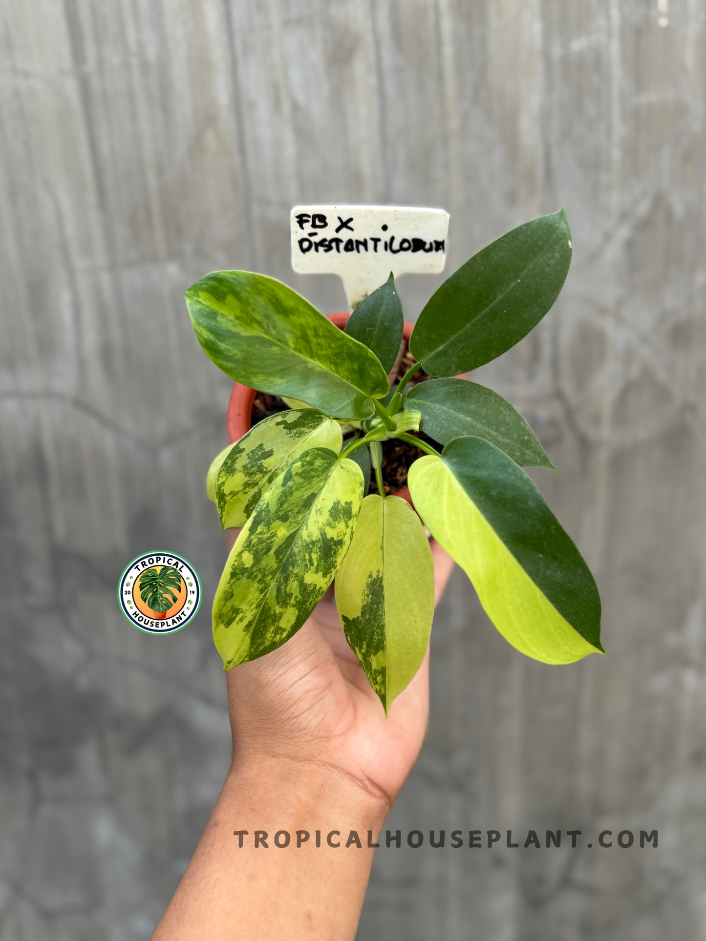 Hand holding Philodendron Florida Beauty X Distantilobum showing varied foliage colors and patterns.