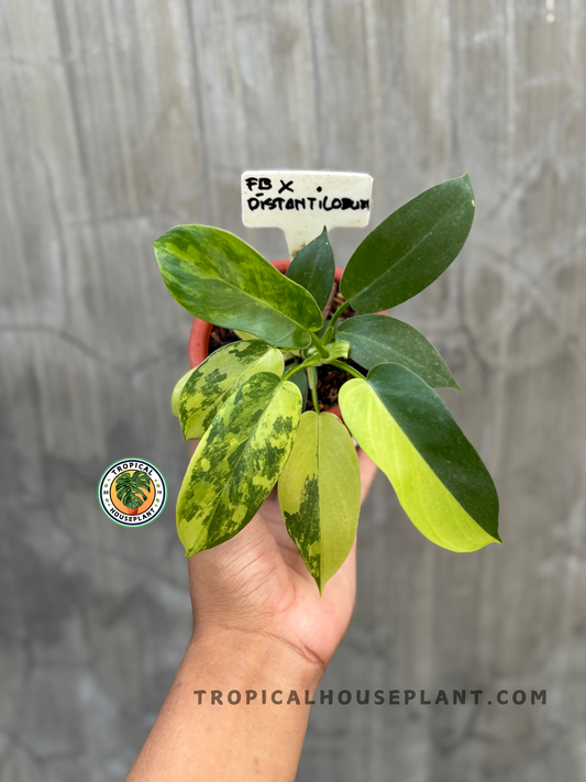 Hand holding Philodendron Florida Beauty X Distantilobum showing varied foliage colors and patterns.