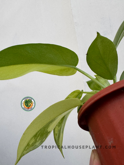 Close-up of Philodendron Florida Beauty X Distantilobum leaf showing vibrant green tones and marbled variegation.