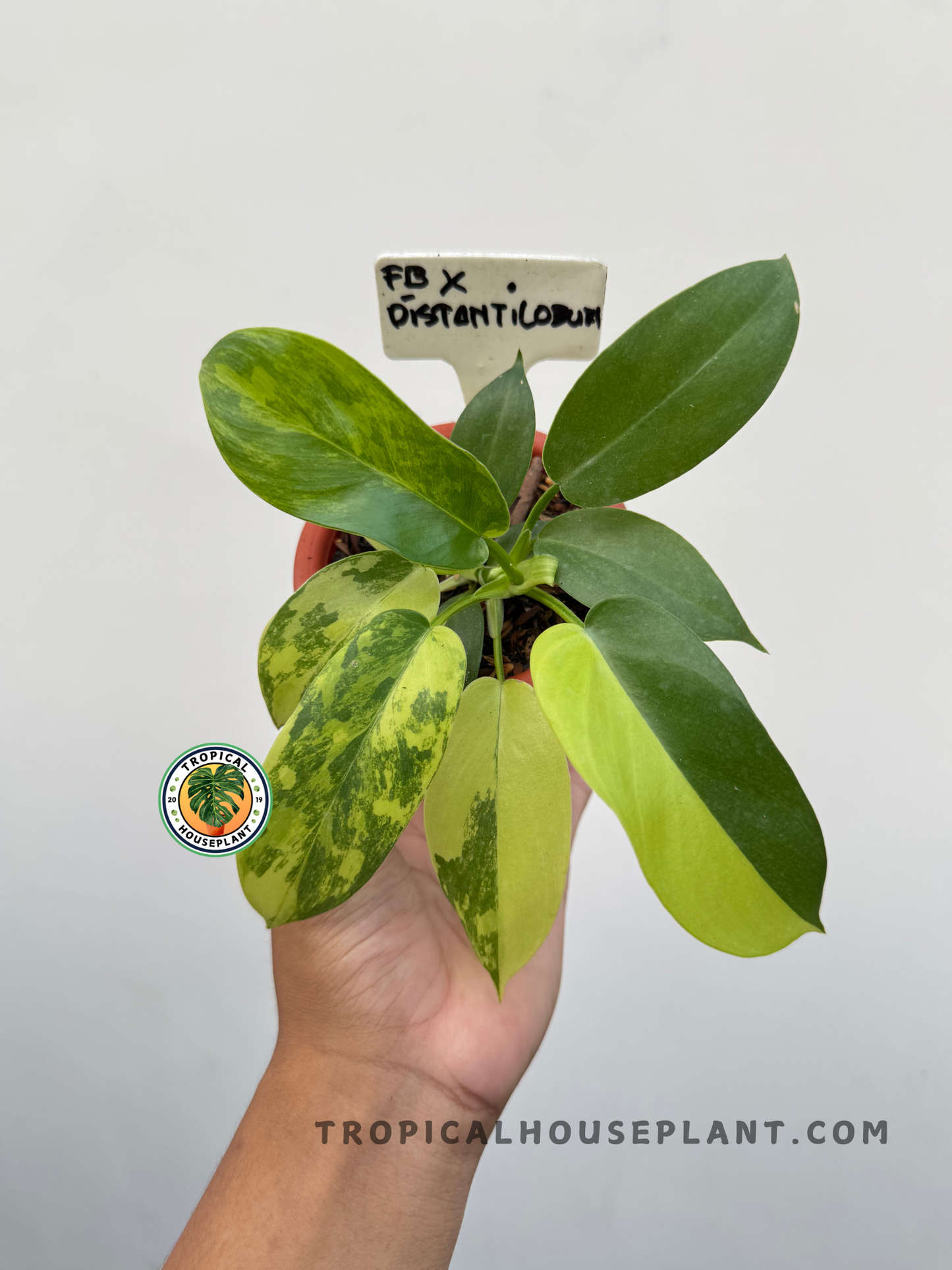 Full plant of Philodendron Florida Beauty X Distantilobum in a pot with multiple variegated and solid green leaves.