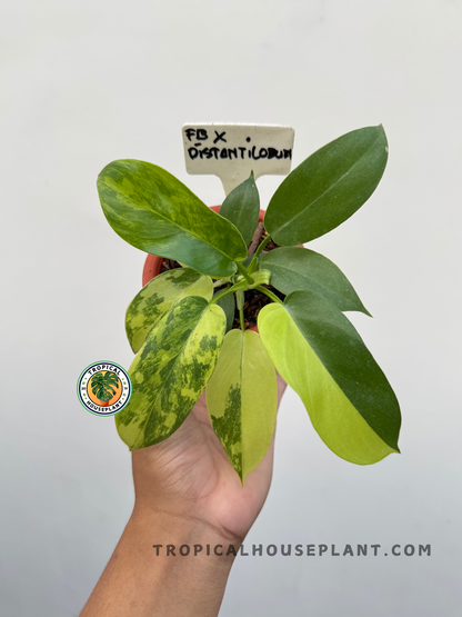 Full plant of Philodendron Florida Beauty X Distantilobum in a pot with multiple variegated and solid green leaves.